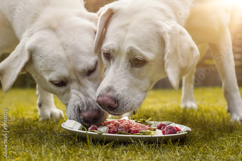 Fototapeta Naklejka Na Ścianę i Meble -  young cute white hungry labrador retriever dogs puppies eating some meat dog food from plate in garden