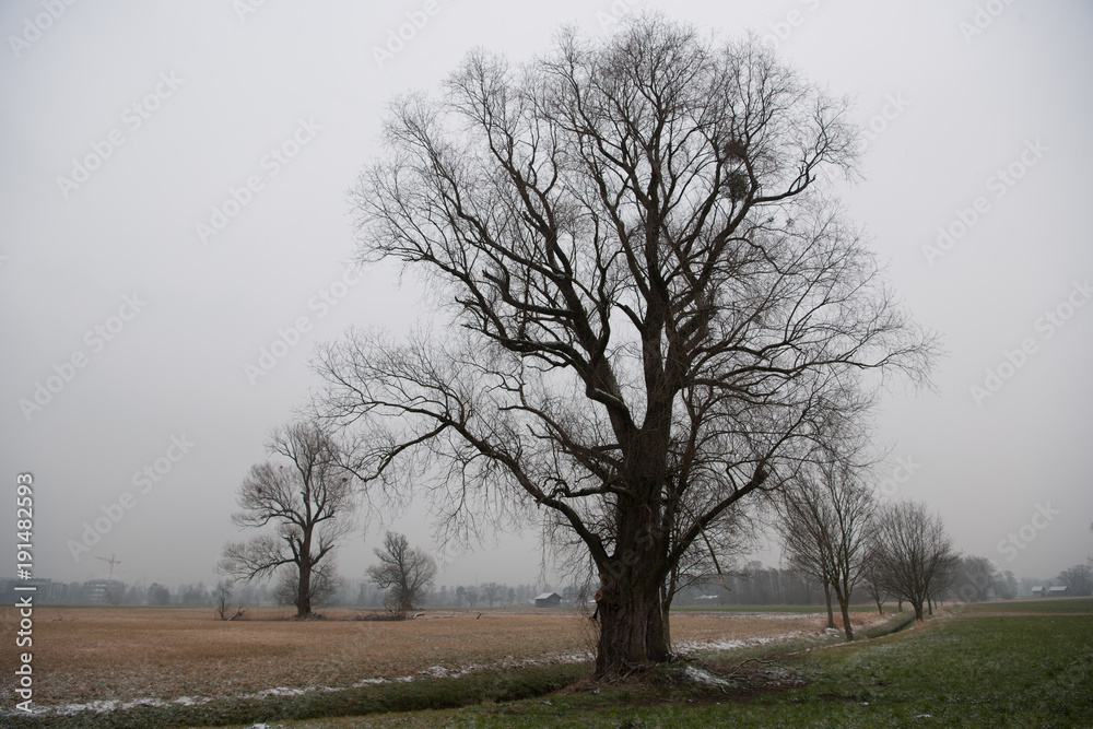 Fototapeta premium Laubbäume im Winter