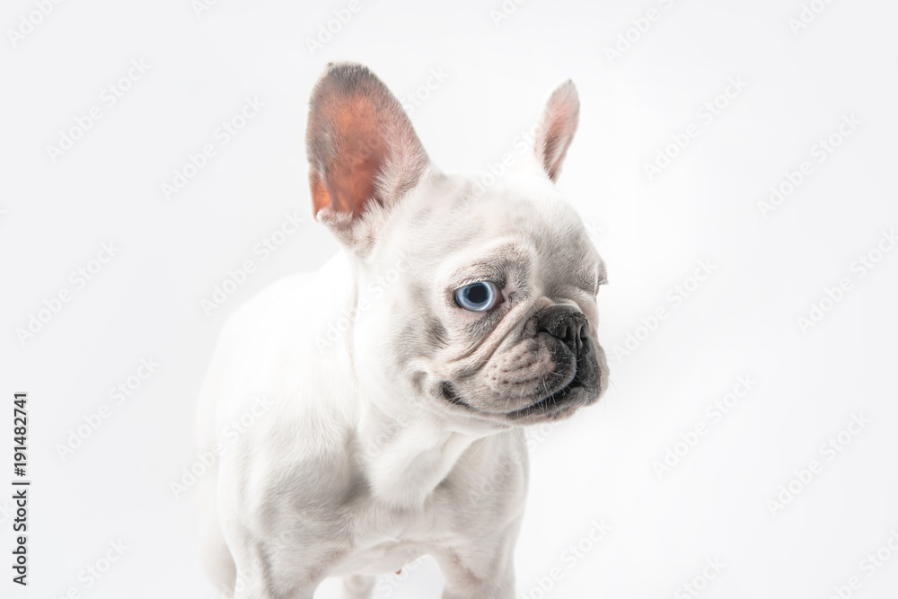 close-up view of cute purebred french bulldog standing isolated on white