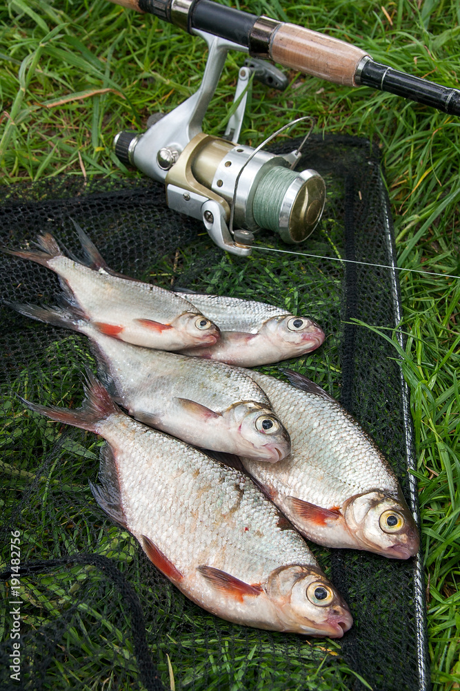 Pile of the white bream or silver fish and white-eye bream on the natural background. . Pile of the white bream or silver fish and white-eye bream on the natural background. .