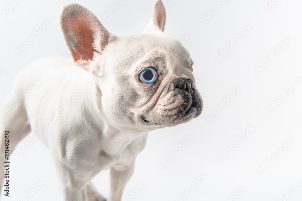 close-up view of adorable french bulldog puppy isolated on white