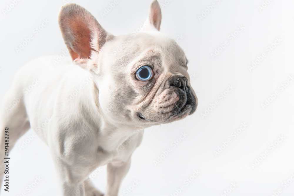 close-up view of adorable french bulldog puppy isolated on white close-up view of adorable french bulldog puppy isolated on white