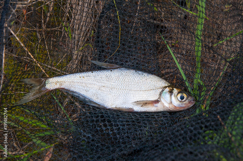 Single freshwater fish zope or the blue bream on black fishing net.. photo