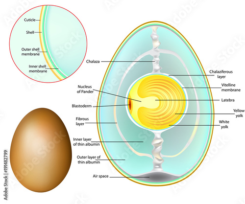 The structure of a chicken egg. Chicken Egg Development photo
