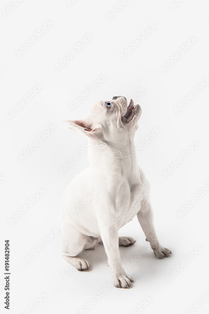 adorable french bulldog puppy looking up isolated on white