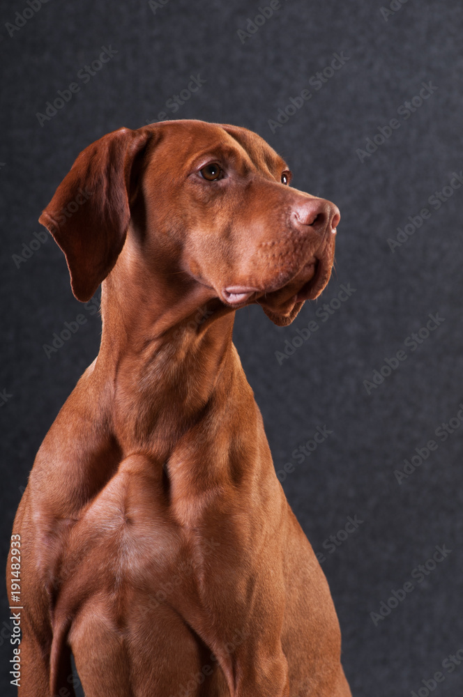 Vizsla studio portrait Vizsla studio portrait