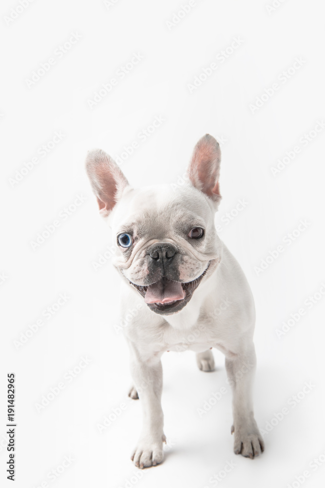 funny french bulldog showing tongue out and looking at camera isolated on white