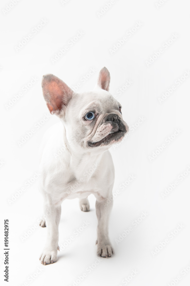 full length view of adorable french bulldog puppy standing isolated on white