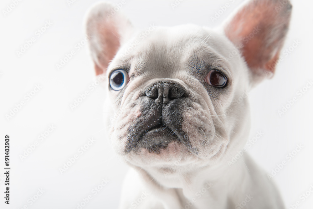 close-up view of adorable french bulldog looking at camera isolated on white