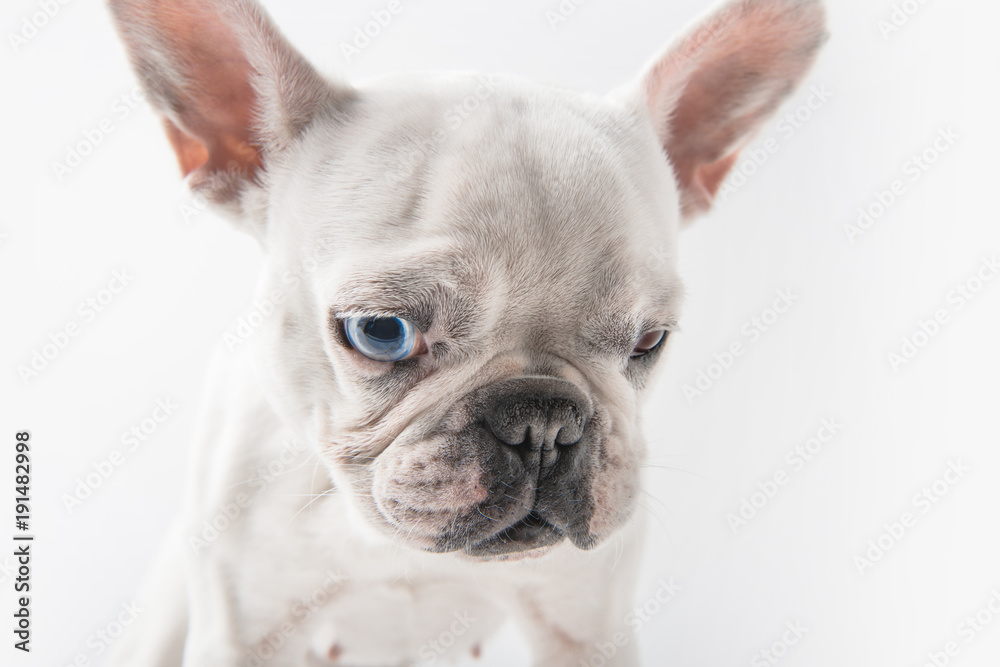 close-up view of adorable french bulldog dog isolated on white