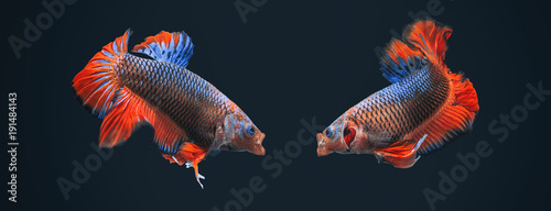 Betta Splendens - Fighting Fish - Kampffisch