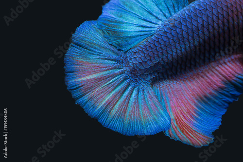 Betta Splendens - Fighting Fish - Kampffisch