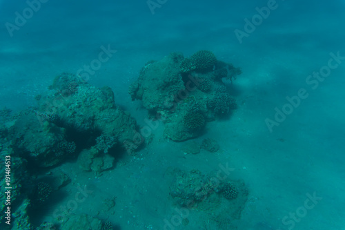 Tropical fish and coral reef of Red sea, Egypt.