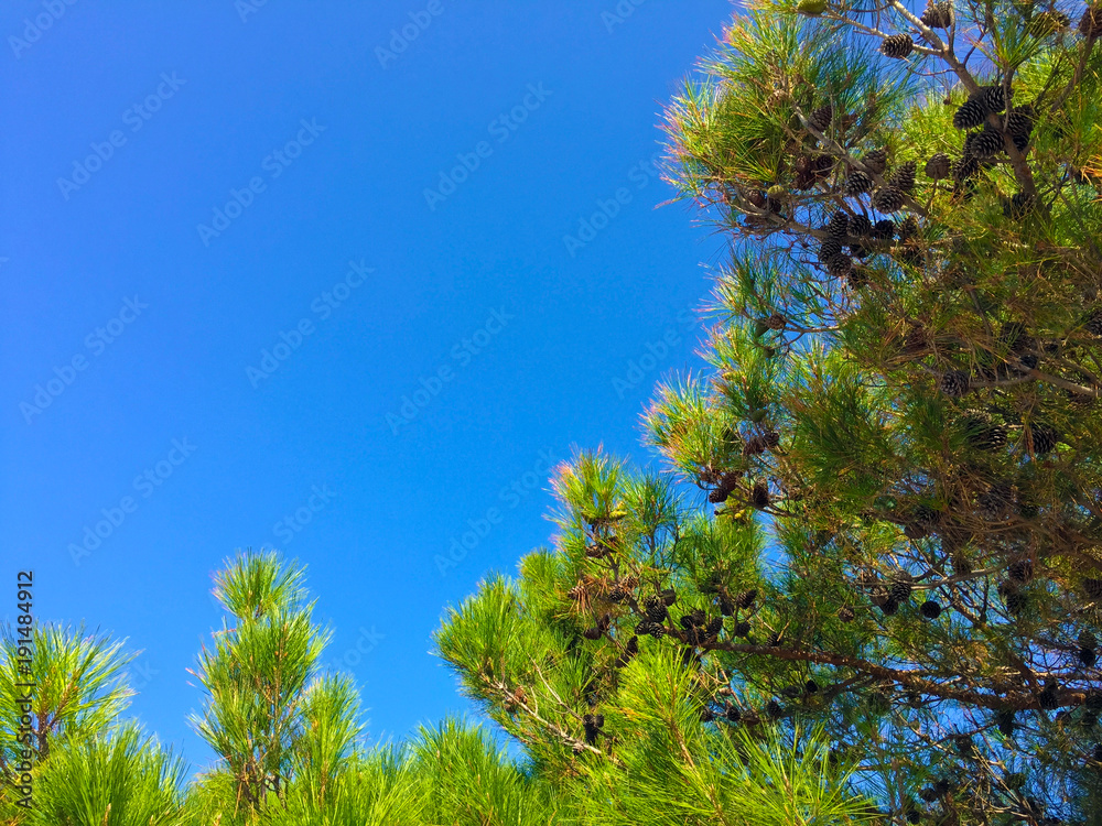 crown of seaside pine against the sky crown of seaside pine against the sky