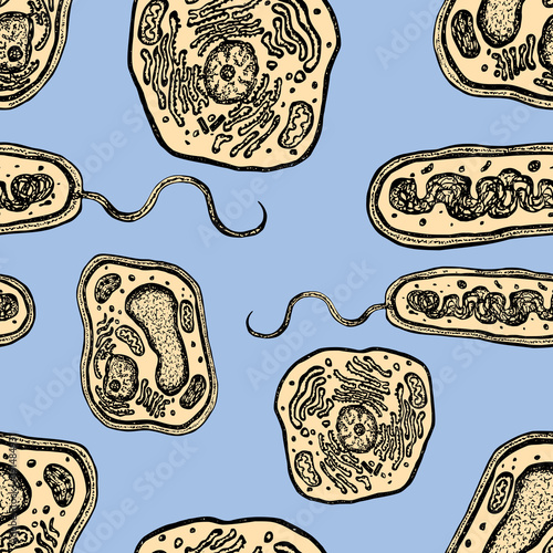 Pattern of the plant, animal and bacterial cells
