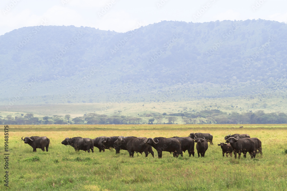 Buffalo herd within volcano. NgoroNgoro, Tanzania	