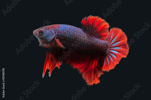 Betta Splendens - Fighting Fish - Kampffisch