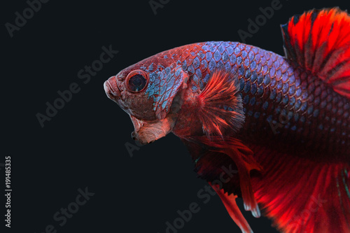 Betta Splendens - Fighting Fish - Kampffisch