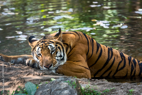 Close up tiger.