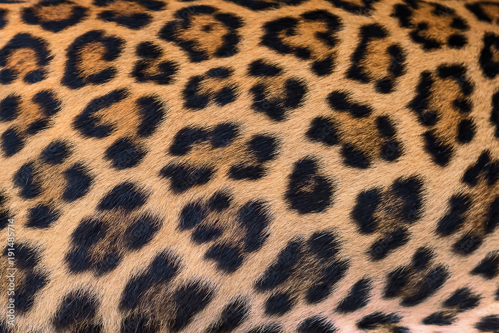 Leopard fur background. Leopard fur background.