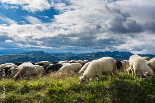 Sheeps on meadow in Czorsztyn, Pieniny, Poland