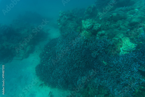 Sea or ocean underwater coral reef. Summer vocation © F8  \ Suport Ukraine