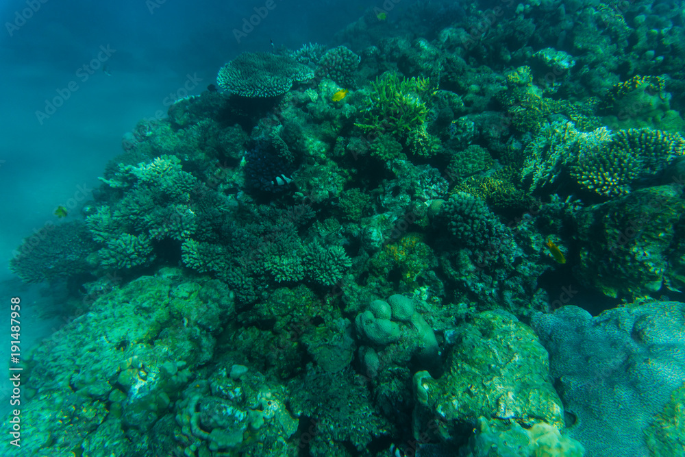 Sea and ocean underwater coral reef background. Marine background