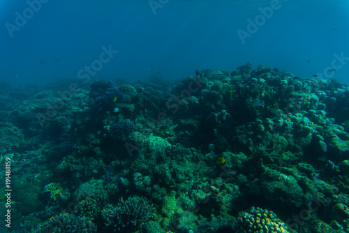 Tropical coral reef and fishes, marine life. Sea or ocean underwater.
