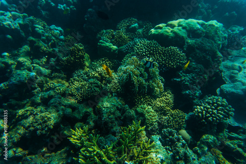 Fototapeta Naklejka Na Ścianę i Meble -  Sea and ocean underwater coral reef background. Marine background
