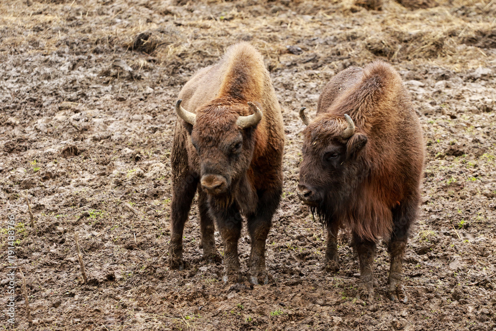Fototapeta premium Żubry Bieszczady