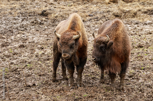 Żubry Bieszczady