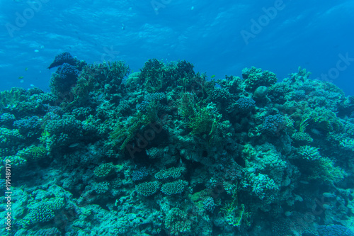 Fototapeta Naklejka Na Ścianę i Meble -  coral reef with soft and hard corals and exotic fishes anthias in tropical sea on blue water background, underwater