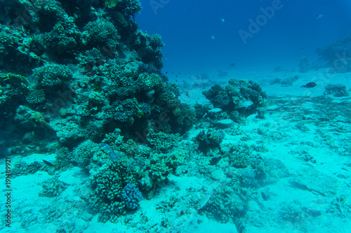 red sea coral reef with hard corals  fishes and sunny sky shining through clean water underwater