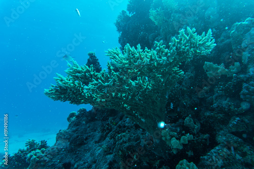 Coral reef with fishes around with clear blue water on the background