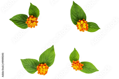 Fototapeta Naklejka Na Ścianę i Meble -  Lantana flower and leaves on the white background. Create for card and canvas picture.