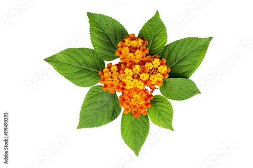Lantana flower and leaves on the white background. Create for card.