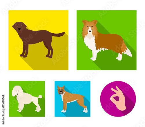 Dog, laika, beagle and other web icon in flat style.Poodle, animal, ears icons in set collection.