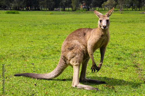 Kangoroo Wildlife Australia