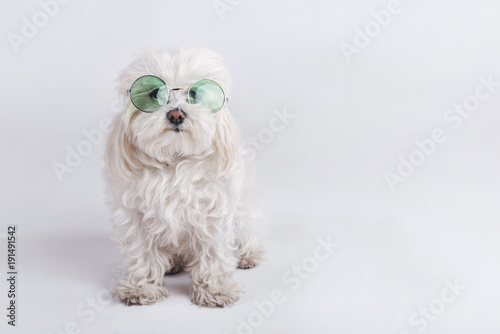 Fototapeta Naklejka Na Ścianę i Meble -  perro gracioso con gafas de sol