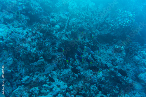 Young coral reef formation on sandy sea bottom. Deep blue sea perspective view with clean water and sunlight. Marine life with animals and plant.
