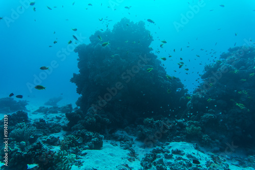 Coral Reef Scene with Tropical Fish sea underwater