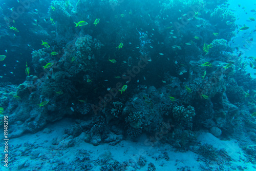 Fototapeta Naklejka Na Ścianę i Meble -  Red sea underwater coral reef with fishes