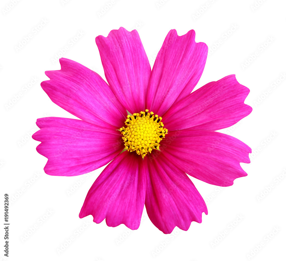 Beautiful pink cosmos flower isolated on white background with clipping path.
