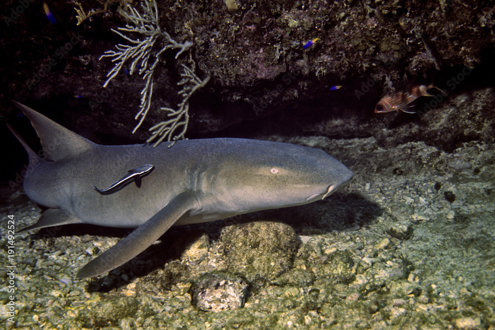 Fototapeta premium karibischer Ammenhai, Cuba