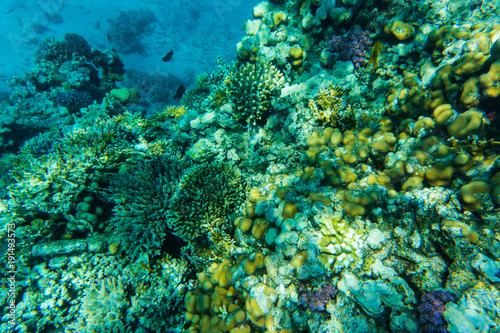 colorful coral reef and fishes swim near hard corals at the bottom of tropical sea on blue water background- underwater photo