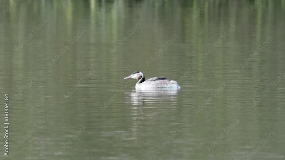 Great Crested Grebe Great Crested Grebe