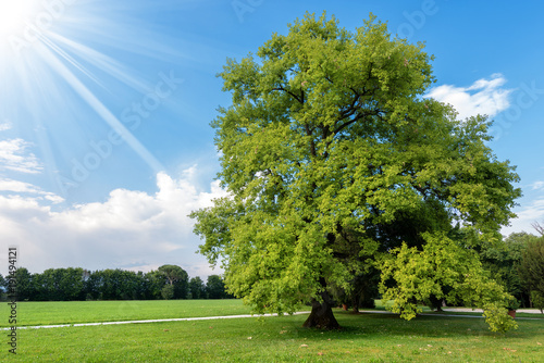 Dekoracja na wymiar  large-oak-tree-tree-on-a-green-meadow