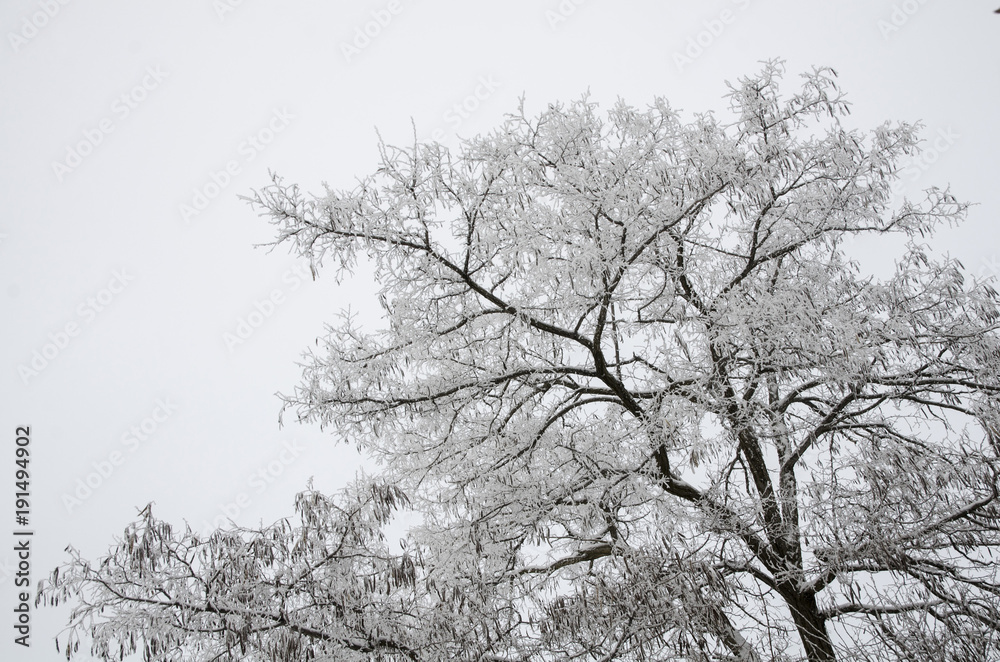 The white acacia tree is covered with hoarfrost. The white acacia tree is covered with hoarfrost.