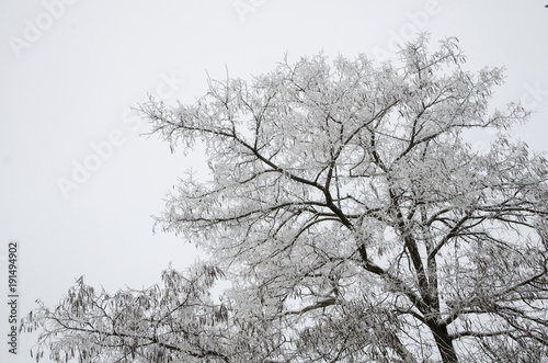 The white acacia tree is covered with hoarfrost.