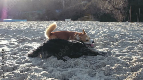 dogs play on the beach in sunny day